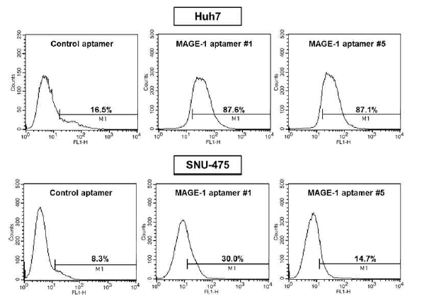 MAGE-1-특이 압타머 #1, #5의 Huh7, SNU-475 세포에의 affinity 분석