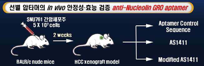 AS1411 압타머의 간암 억제 효능 및 안전성 검증을 위한 in vivo study 실험프로토콜