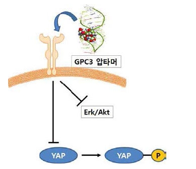 GPC3-특이 압타머의 간암 세포 성장 억제 기전