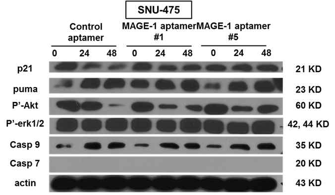 SNU-475 세포주에서 MAGE-1-특이 압타머 처리 후 신호전달물질 발현 변화 분석