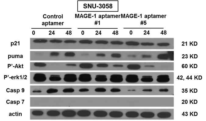 SNU-3058 세포주에서 MAGE-1-특이 압타머 처리 후 신호전달물질 발현 변화 분석