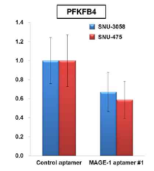 MAGE-1-특이 압타머 #1 처리 시 간암 세포주에서 PFKFB4 유전자의 발현 감소 검증
