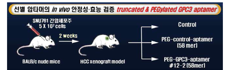 Truncated & PEGylated GPC3-특이 압타머의 간암 억제 효능 및 안전성 검증을 위한 in vivo study 실험프로토콜