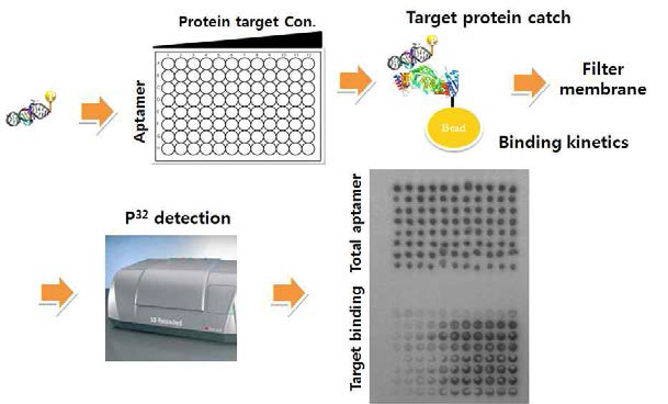 발굴한 압타머를 P-32로 radio labeling 후 타겟 단백질의 농도변화에 따른 결합력을 측정
