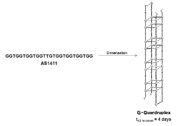 AS1411 및 GRO 압타머의 구조