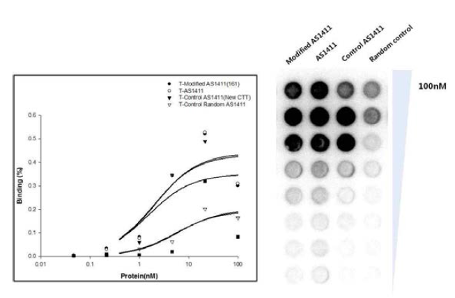 Anti-nucleolin GRO 압타머 및 random control 압타머의 nucleolin에 대한 결합력 평가