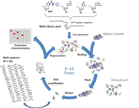 SELEX를 이용하여 발굴한 GPC3-특이 압타머(BzdU)