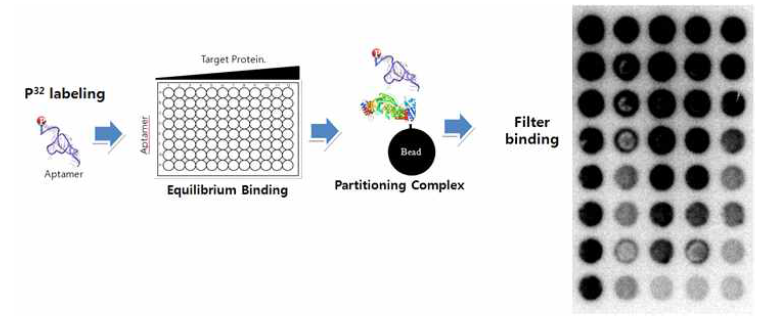 발굴한 GPC3-특이 압타머(BzdU)를 P32로 labeling후 GPC3 단백질 농도 변화에 따른 결합력 측정
