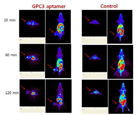 GPC3-특이 압타머의 마우스 간암 조직의 선택적 결합성