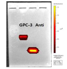 GPC3-특이 압타머와 anti-sequence를 각각 형광표지 한 후 gel loading을 통하여 상 보적으로 결합하였음을 확인함.