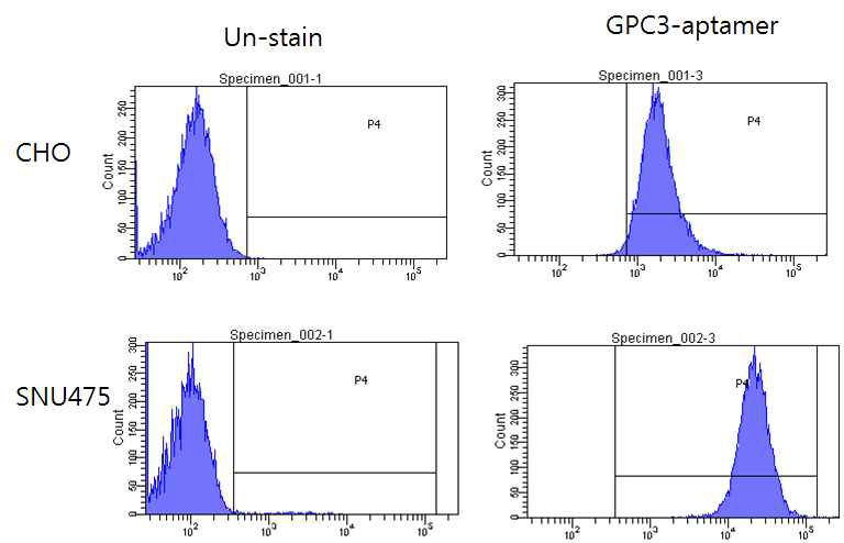 FACS를 통한 GPC3-특이 압타머의 결합성능 평가