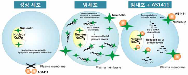 세포 표면 단백질인 nucleolin에 특이적으로 결합하는 AS1411 압타머의 종양 세포 특이성
