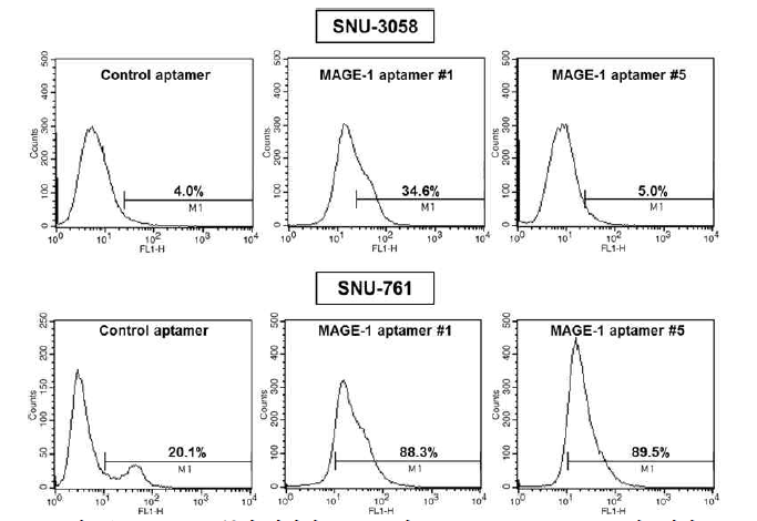 MAGE-1-특이 압타머 #1, #5의 SNU-3058, SNU-761 세포에의 affinity 분석