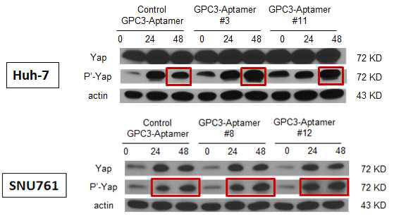 GPC3-특이 압타머 투여 이후 phosphorylated Yap 발현 증가