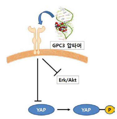 GPC3-특이 압타머의 간암 세포