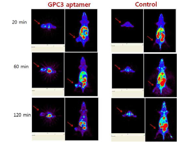 GPC3-특이 압타머의 마우스 간암 조직의 선택적 결합성