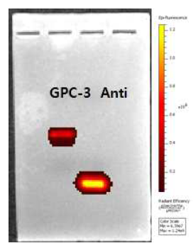 GPC3-특이 압타머와 anti-sequence를 각각 형광표지한 후 gel loading을 통하여 상보적으 로 결합하였음을 확인함