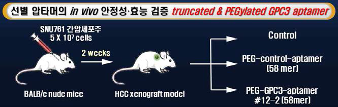 Truncated & PEGylated GPC3-특이 압타머의 간암 억제 효능 및 안전성 검증을 위한 in vivo study 실험프로토콜