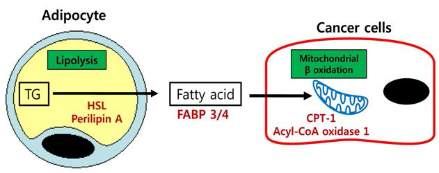 종양세포와 지방기질세포간의 대사 상호 작용 모식도