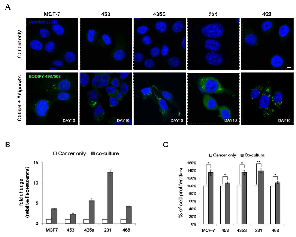 Co-culture with mature adipocytes induces lipid transfer into human breast cancer cells.