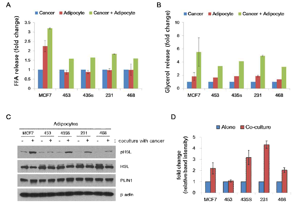 Coculture of breast cancer cells with mature adipocytes enhance lipolysis in adipocytes.