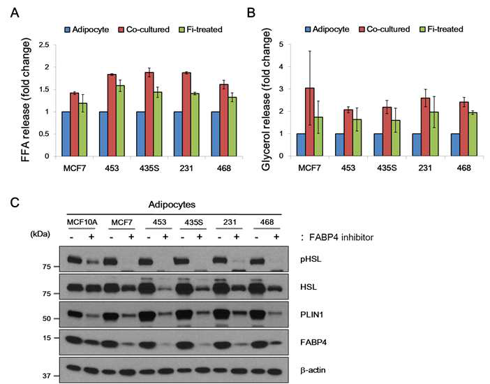 Co-culture of breast cancer cells with FABP4 inhibitor treated adipocytes reduces lipolysis in adipocytes.