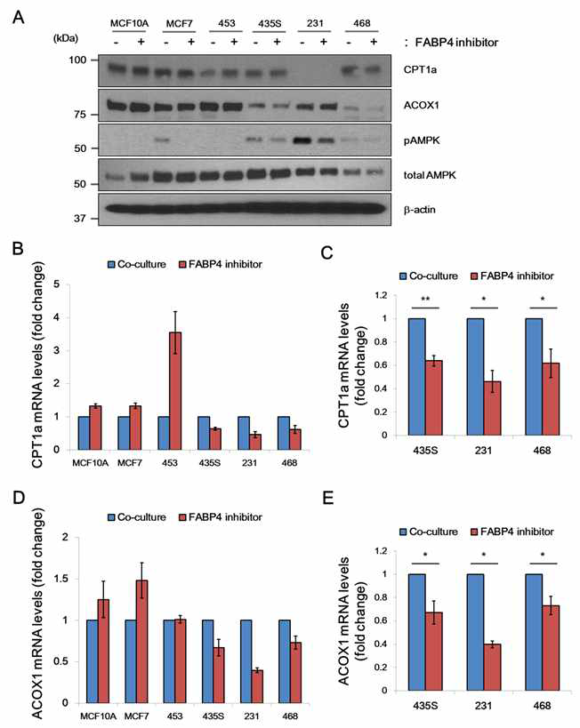 FABP4 plays an important role in the interaction between breast cancer cells and adipocytes.