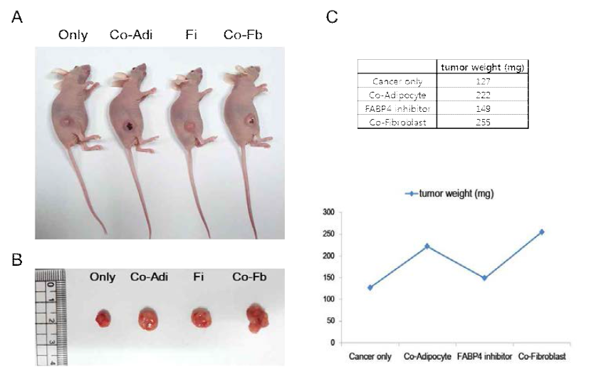 Adipocyte and fibroblast promote primary tumor growth in MDA-MB-231 mouse model.