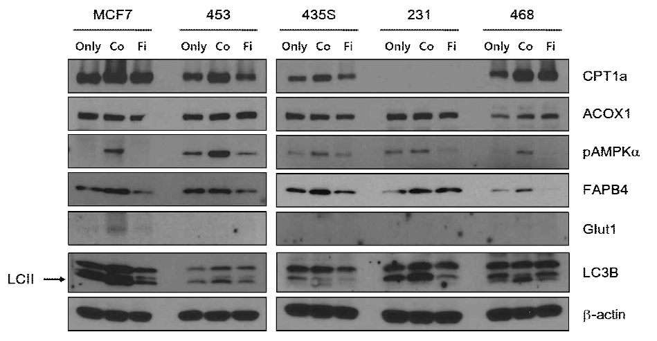 Differential expression of metabolic related proteins in co-cultured breast cancer cells with adipocyte or FABP4 inhibitor treated adipocyte