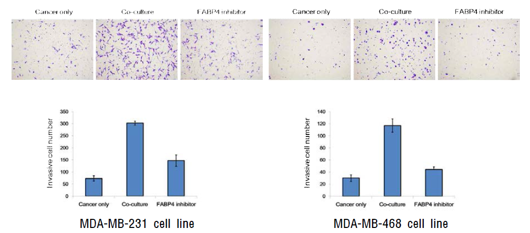 Adipocytes activate invasion of MDA-MB-231 cells and MDA-MB-468 cell, and FABP4 is a mediator in the interaction of cancer cells with adipocyte