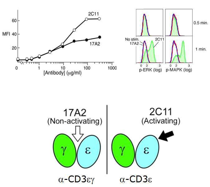 Mouse T cell binding 및 T 세포 활성화능: 17A2 vs 2C11