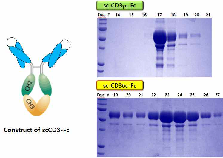 scCD3-Fc design & expression