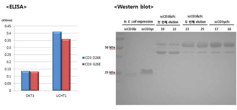 conformational specific antibody binding of scCD3-Fc