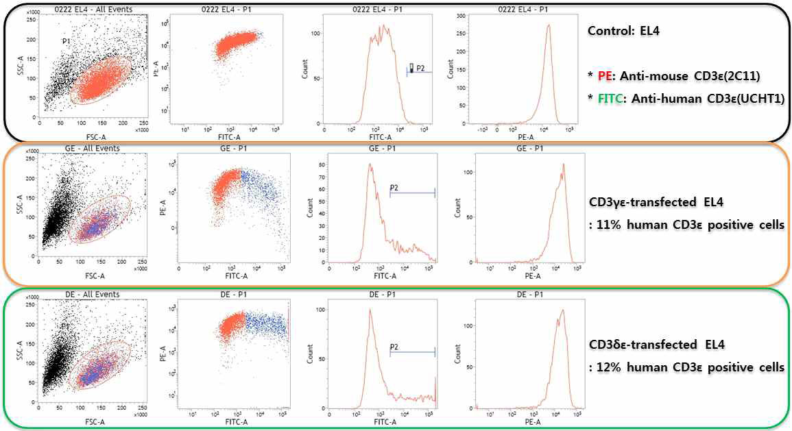 EL4 cell surface에 human CD3γε과 CD3δε의 발현