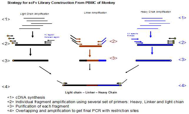 Monkey immune library generation