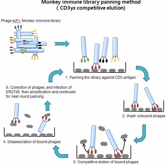 Biopanning method; competitive elution