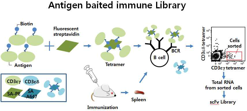 Antigen baited immune library