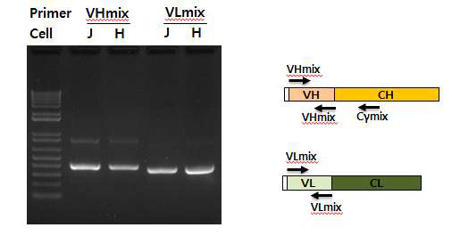 PCR amplification of VH and VL region for scFv library.