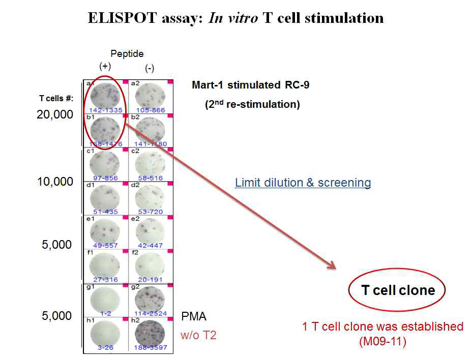 specific T cell clone 1종 확보 (M09-11)