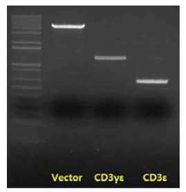 Insert PCR