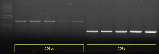 Colony PCR