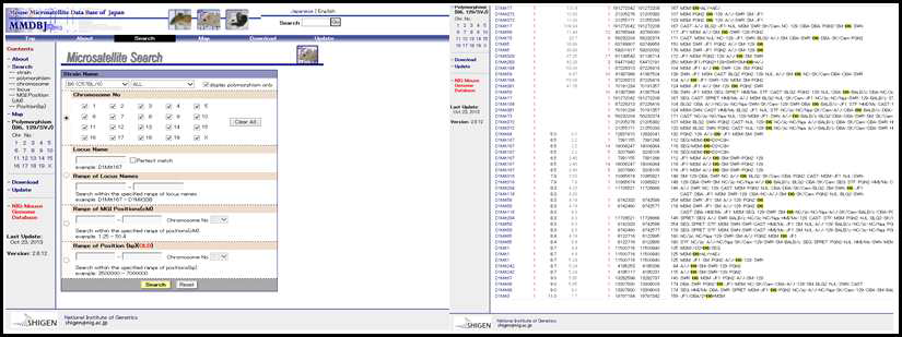 Mouse Microsatellite Data Base of Japan(MMDBJ)