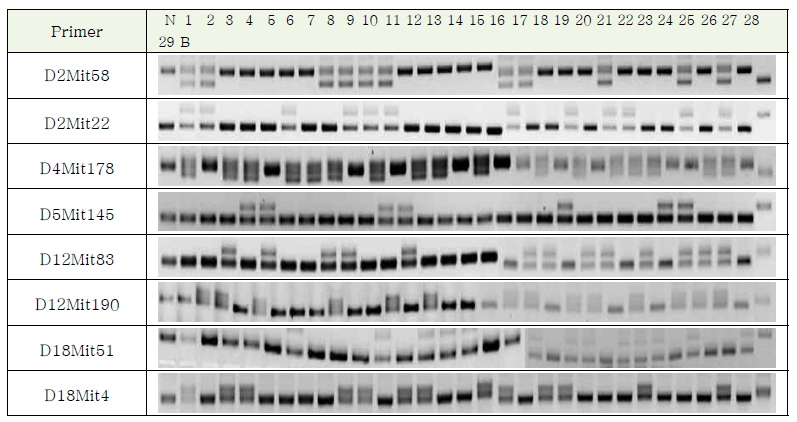 N2 polymorphism marker PCR 확인(부분)