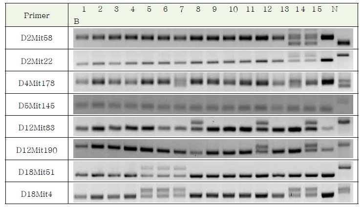 N3 polymorphism marker PCR 확인(부분)