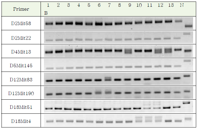 N4 polymorphism marker PCR 확인(부분)