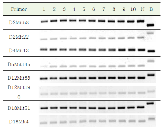 N5 polymorphism marker PCR 확인(부분)