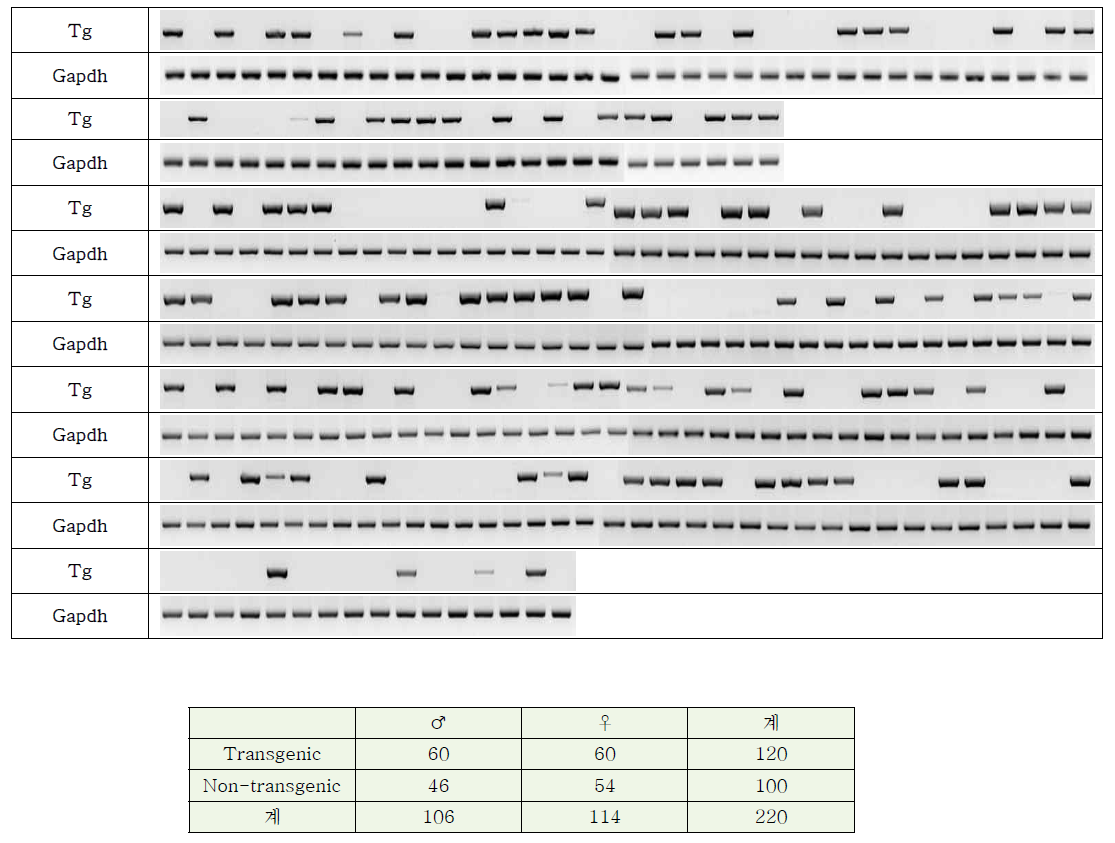 N6 Transgenic mice 확인 결과