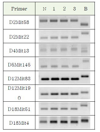 N6 polymorphism marker PCR 확인(부분)