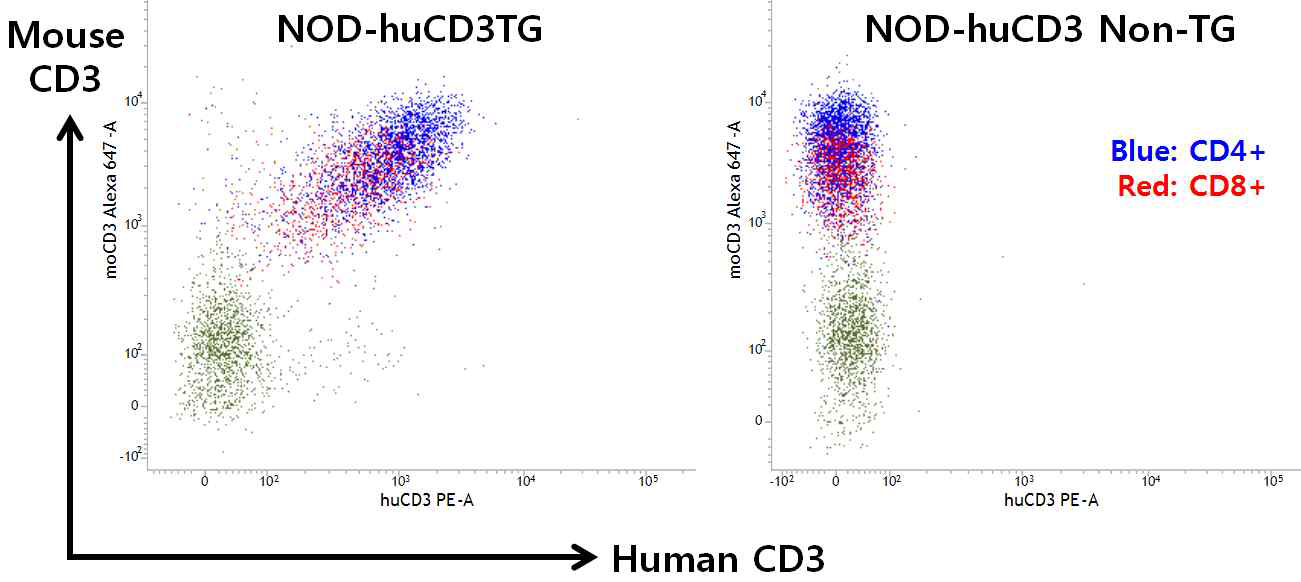형질전환 및 비형질전환 마우스의 T 림프구 유세포분석