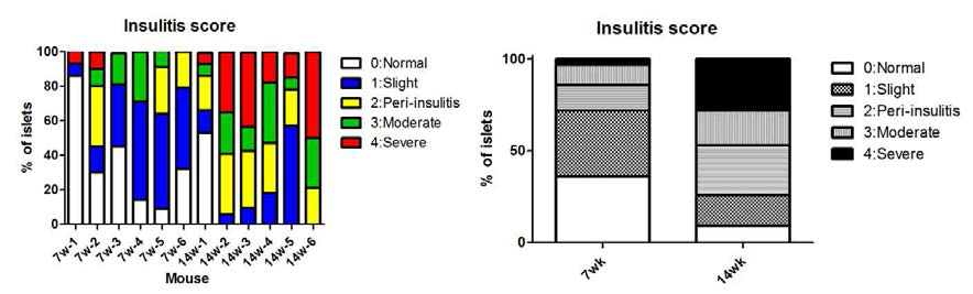 7, 14주령의 형질전환 마우스 췌장염 평가 결과